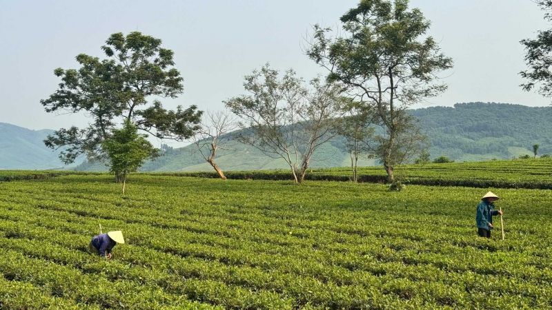 Đồi Chè Kỳ Trung – Điểm Check-in Xanh Mát Của Giới Trẻ