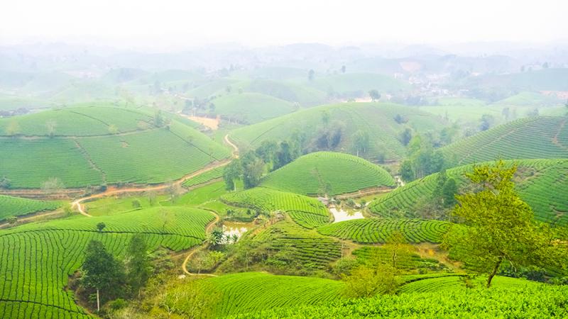 Đồi chè Long Cốc (Phú Thọ)