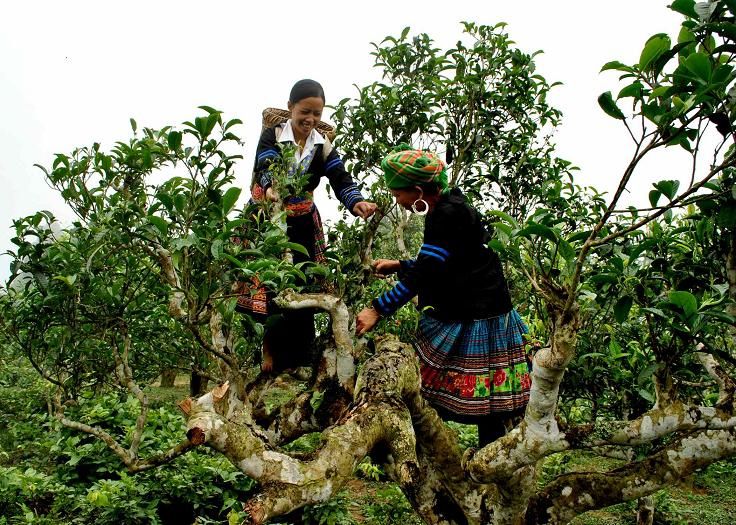 Đồi chè Suối Giàng (Yên Bái)