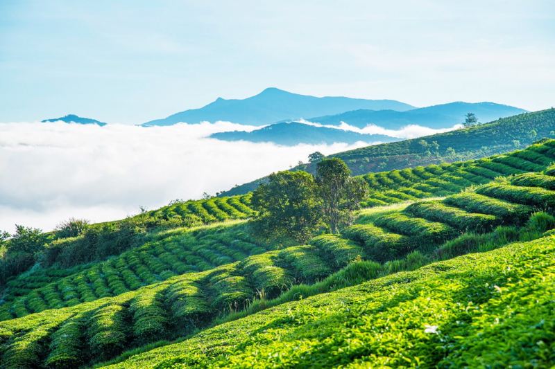 Đồi chè Tâm Châu (Bảo Lộc)