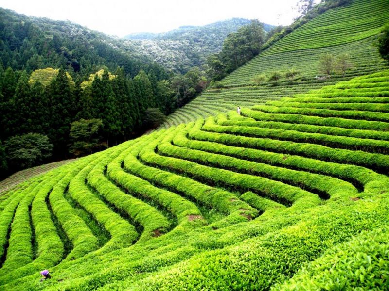 Xinjiang Tea Hill