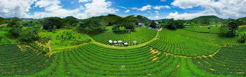 Đồi chè xanh Tân Cương (Thái Nguyên)