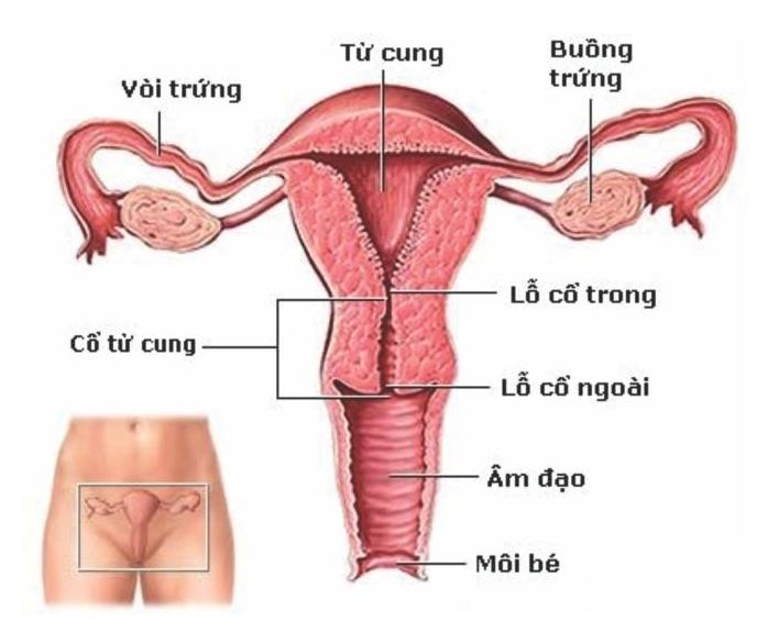 Tử cung có bất thường thì nên thực hiện TTON sớm