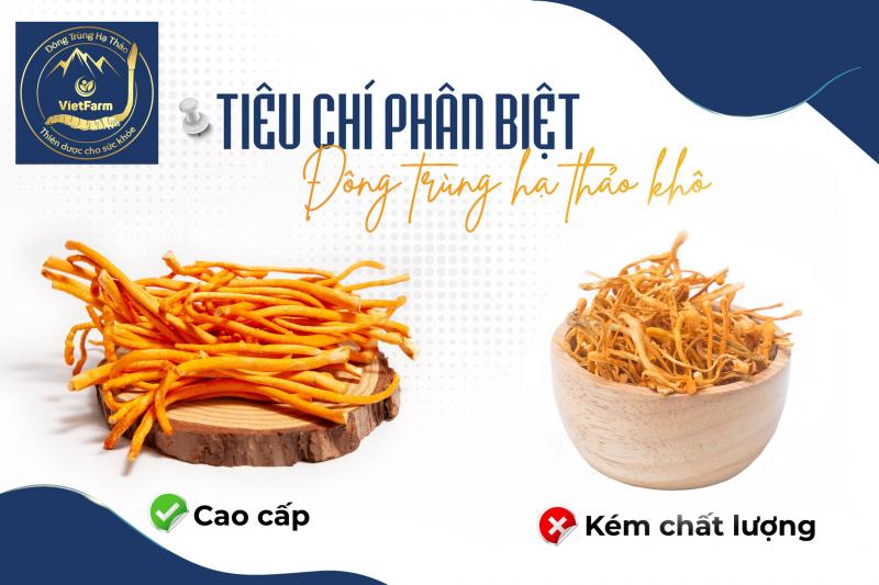 Đông trùng hạ thảo Vietfarm