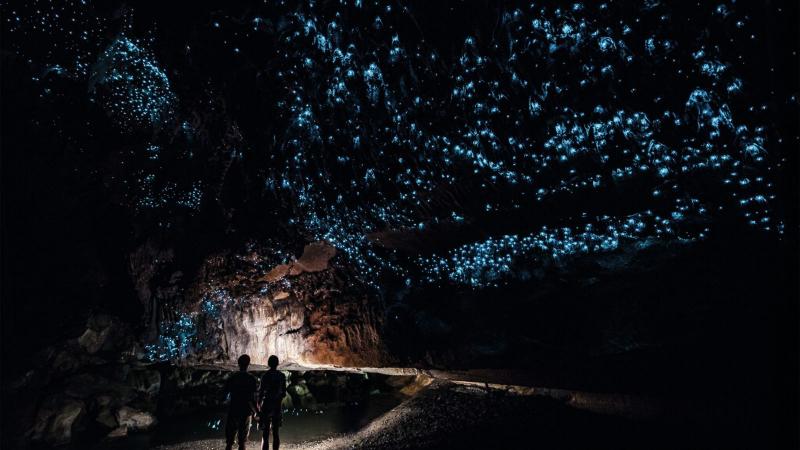 Động trùng sáng Waitomo, New Zealand