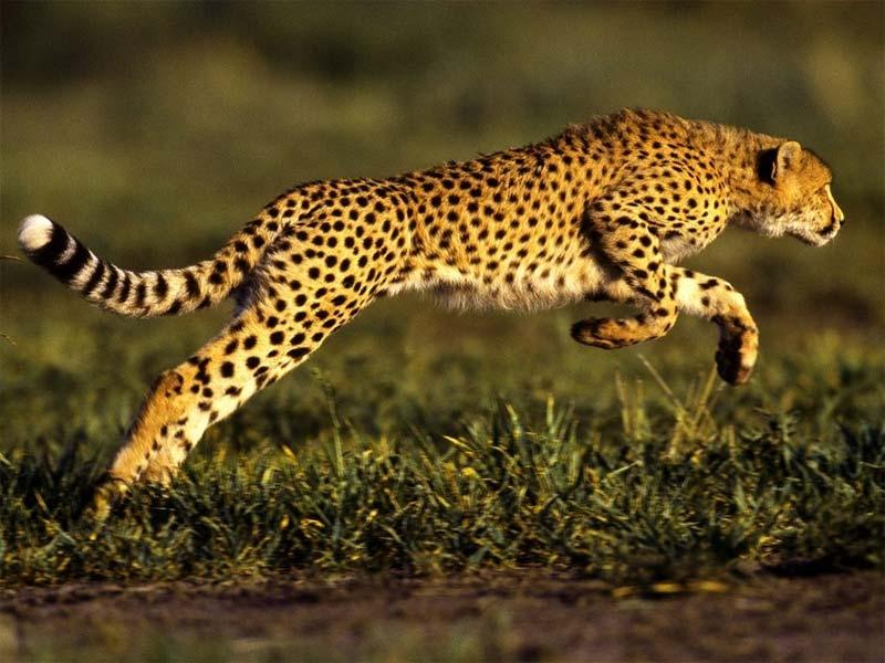 Báo Cheetah (Báo săn)