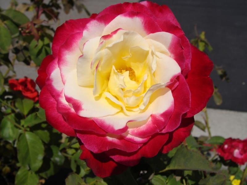 Hoa hồng Double Delight được xem là vua của các loài hoa hồng