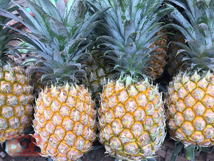 Luc Nam pineapple fruit is large, sweet and sharp