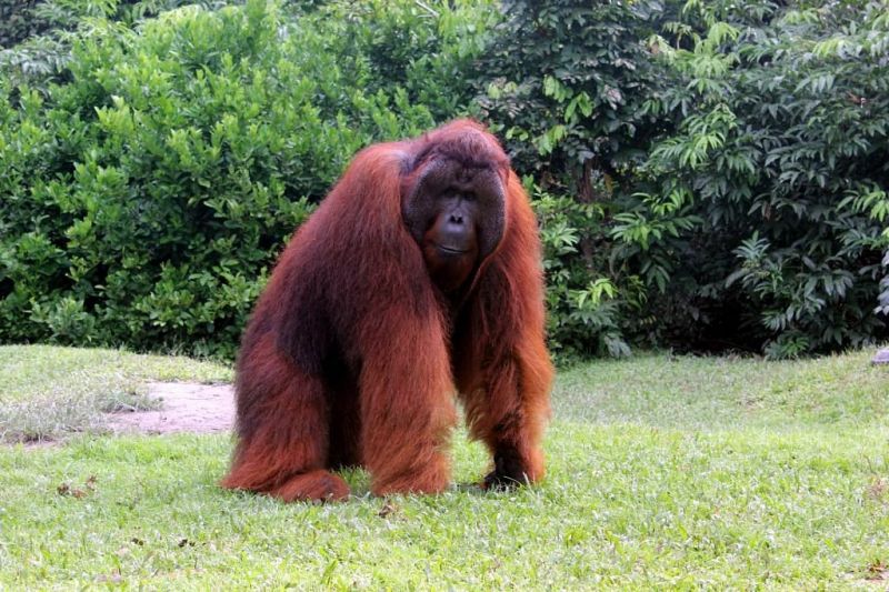 Đười ươi Borneo