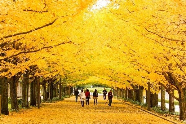 Đường cây bạch quả, Nhật Bản