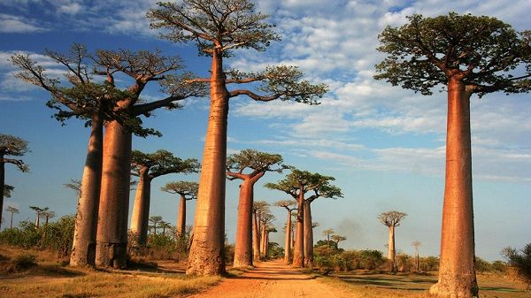 Đường cây Baobab, Madagascar