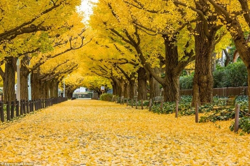 Đường cây rẻ quạt, Tokyo, Nhật Bản
