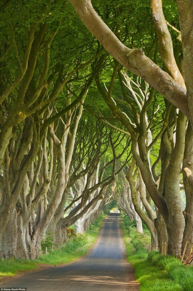 Đường Dark Hedges ở Antrim, bắc Ireland