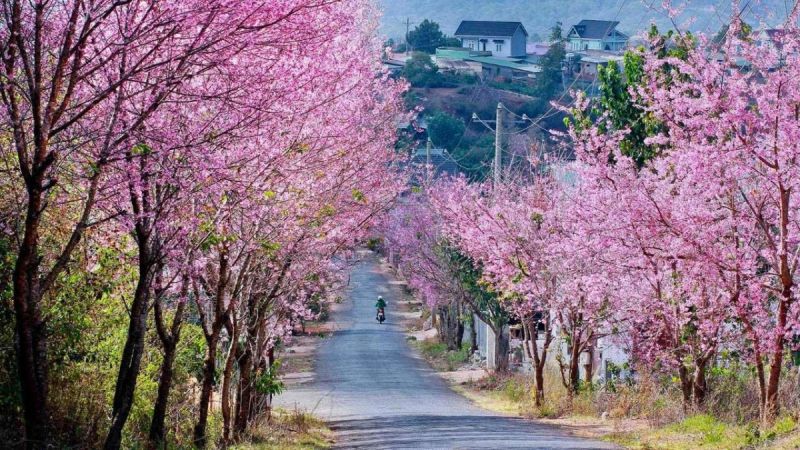 Đường hoa mai anh đào, Đà Lạt