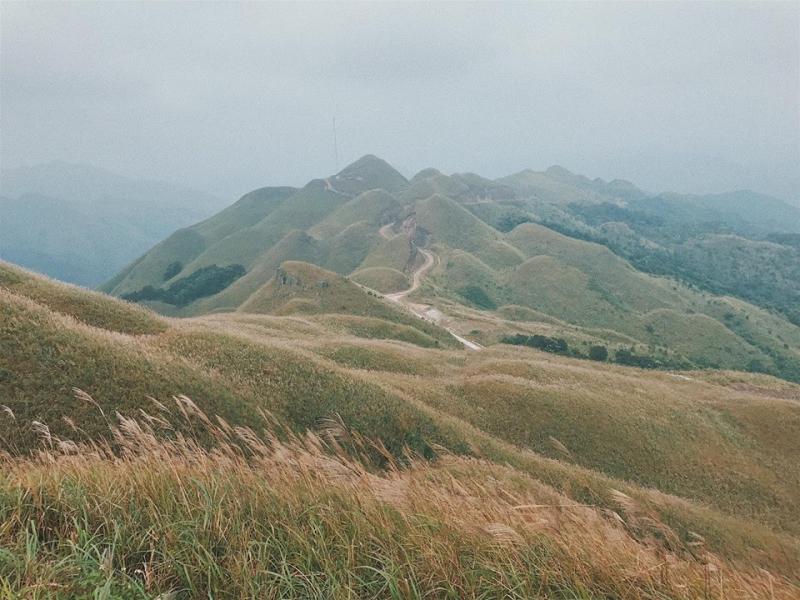 Bạt ngàn cỏ lau