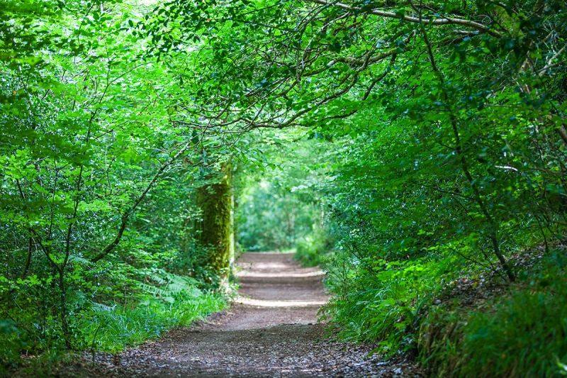 Đường mòn ở công viên Reenagross, Ireland.