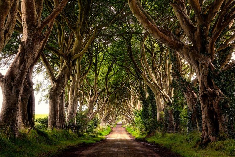 Đường Rào Cây, Ireland