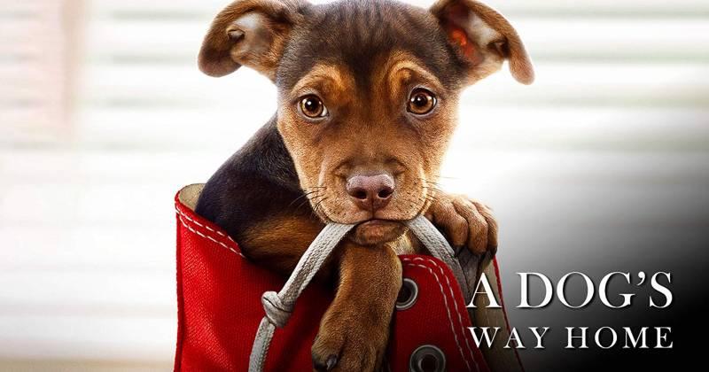 Đường về nhà của cún con – A Dog’s Way Home (2019)