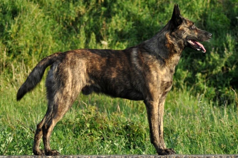 Một con Dutch Shepherd thuần chủng