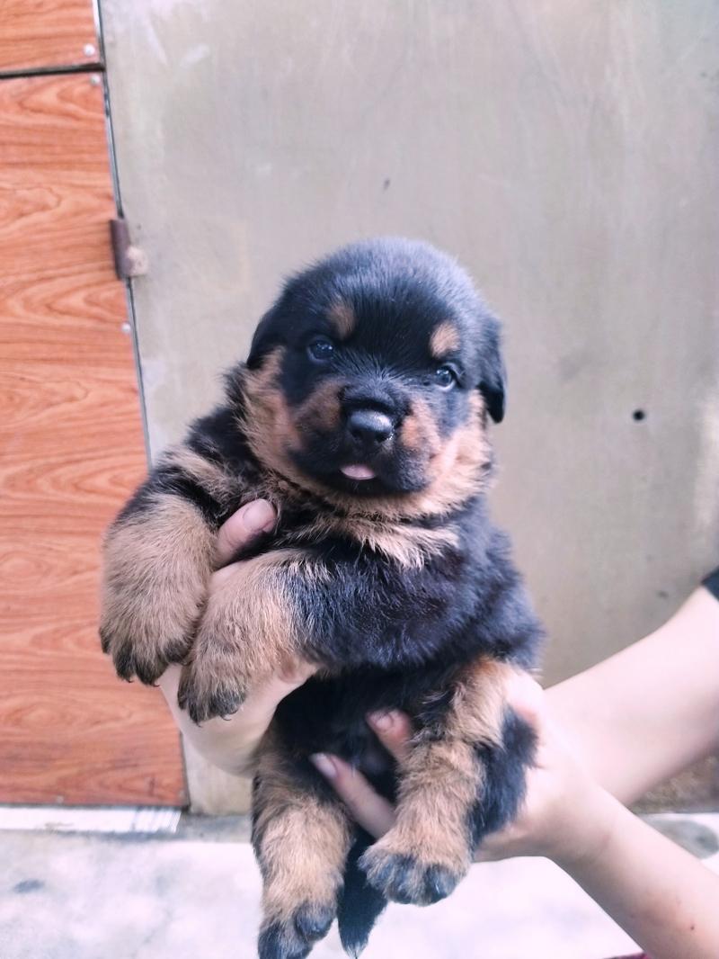 Duyphong Rottweiler