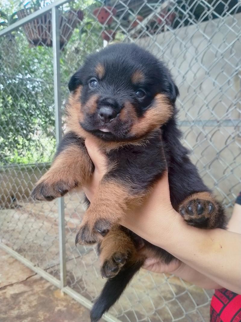 Duyphong Rottweiler