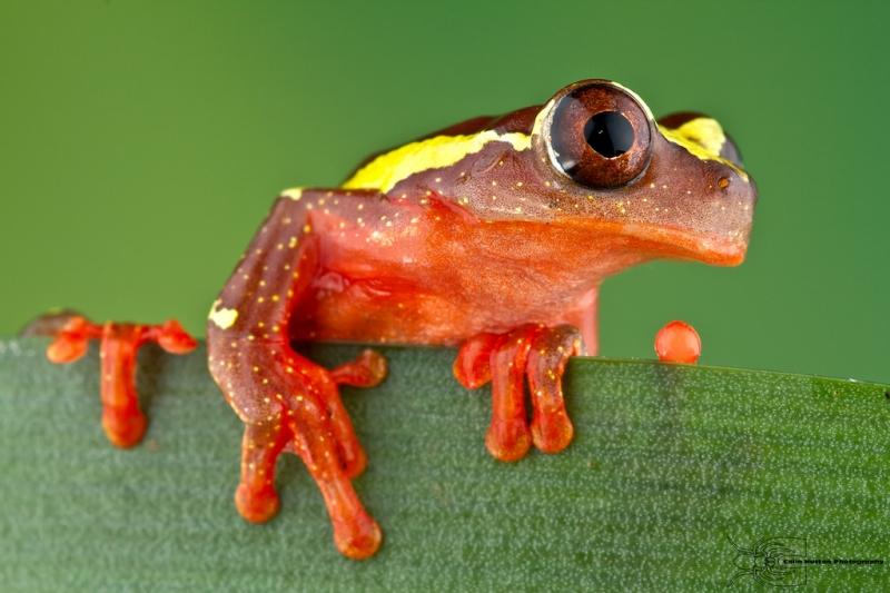 Ếch chú hề – The Clown Tree Frog