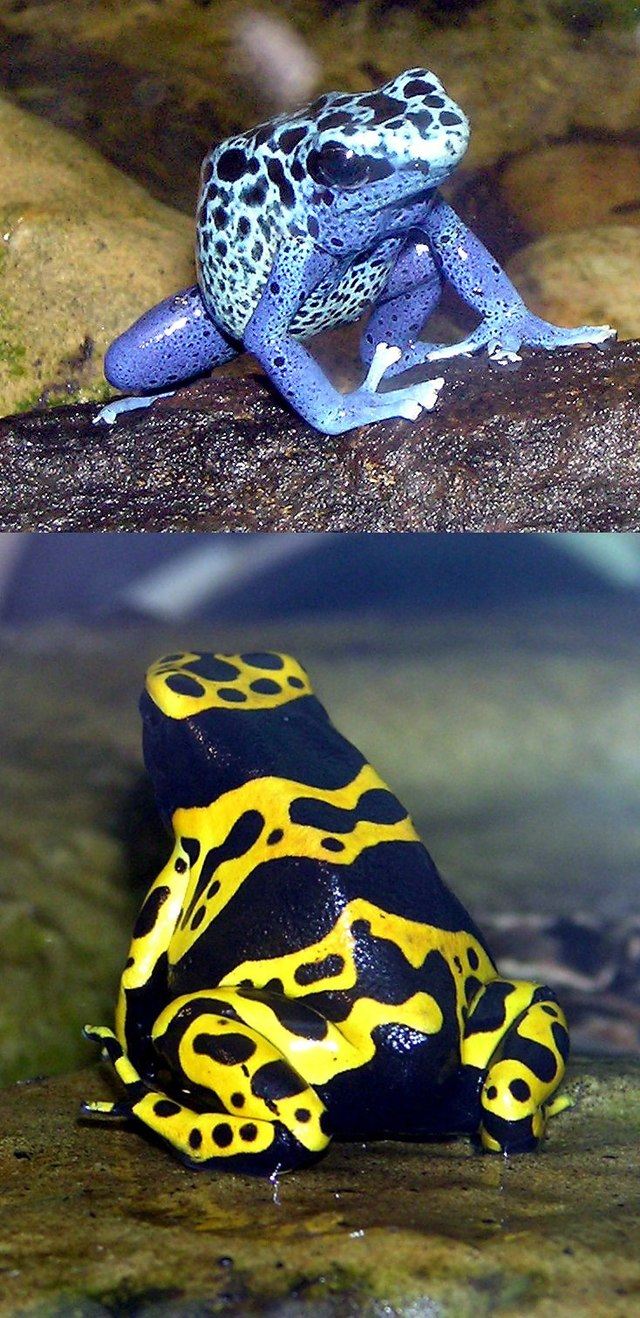 Ếch phi tiêu độc (Poison Dart Frog)