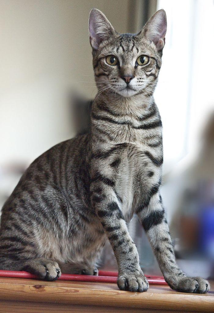 Egyptian Mau