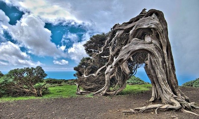 El Arbol de la Sabina