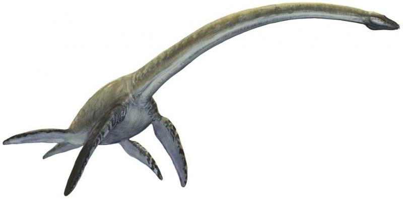 Elasmosaurus