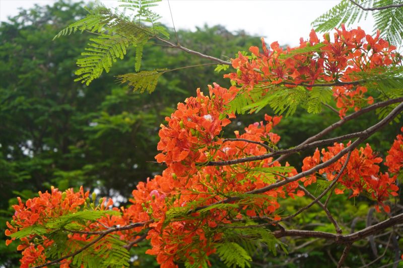 Em có về Hải Phòng