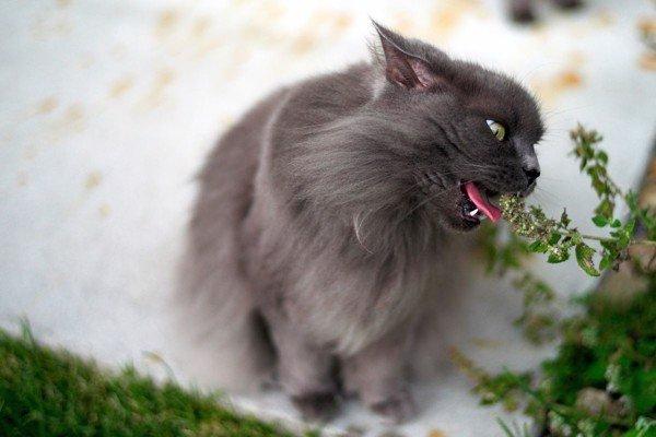 Cỏ bạc hà mèo