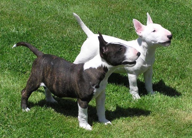 Chó English Bull Terrier