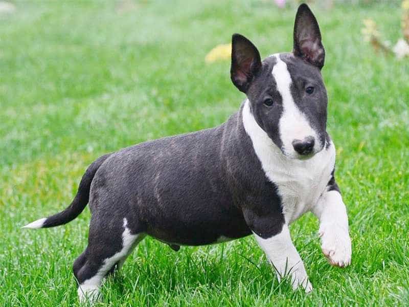 Chó English Bull Terrier