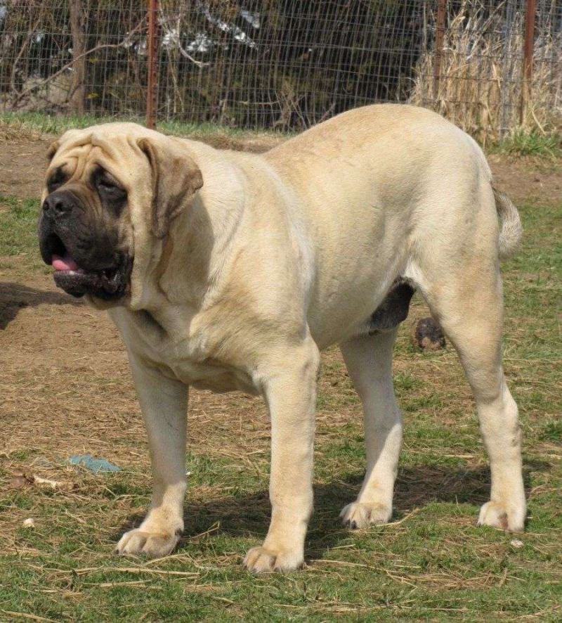 English Mastiff (Chó ngao Anh)