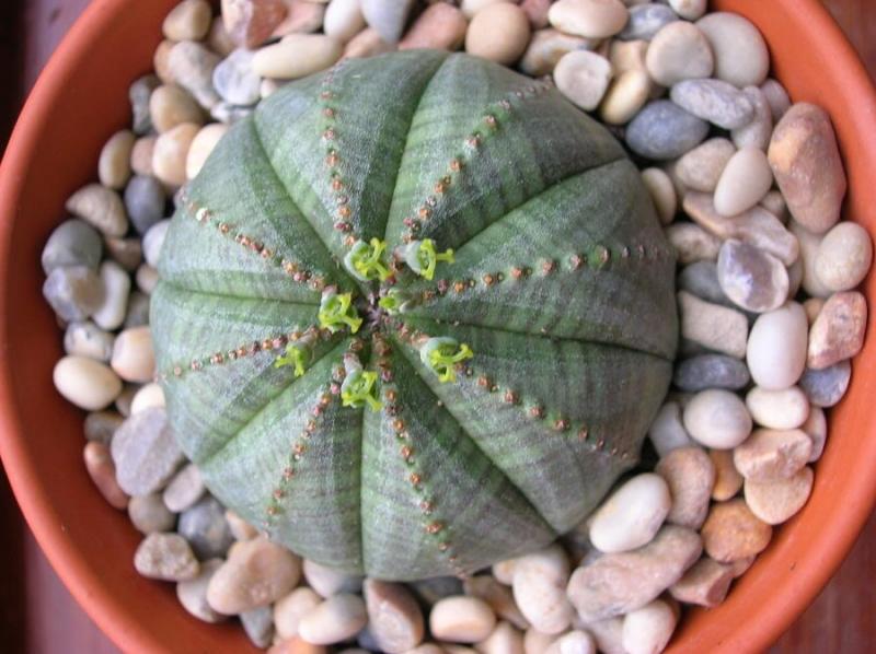 Euphorbia Obesa