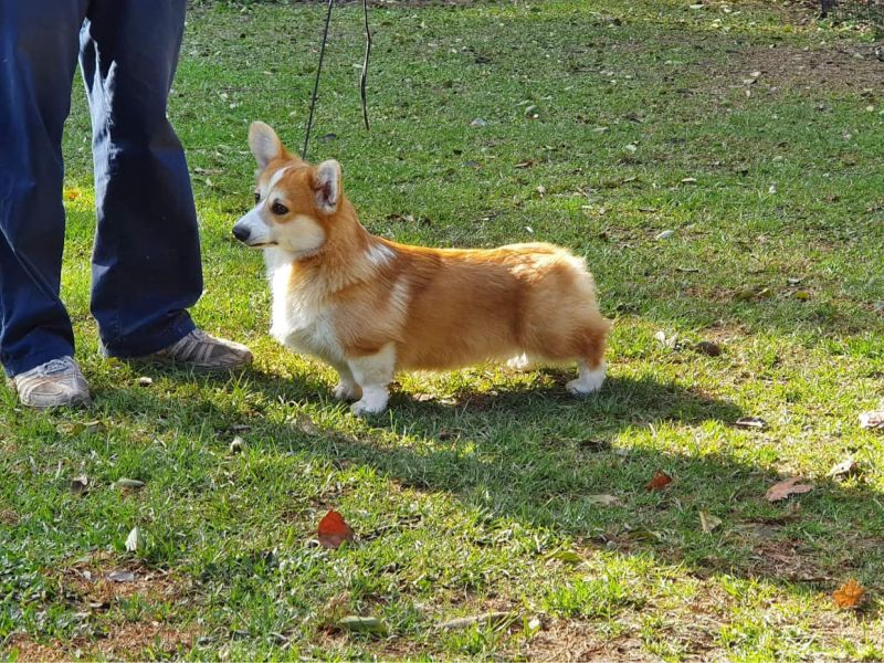 địa chỉ mua chó Corgi uy tín tại Hà Nội