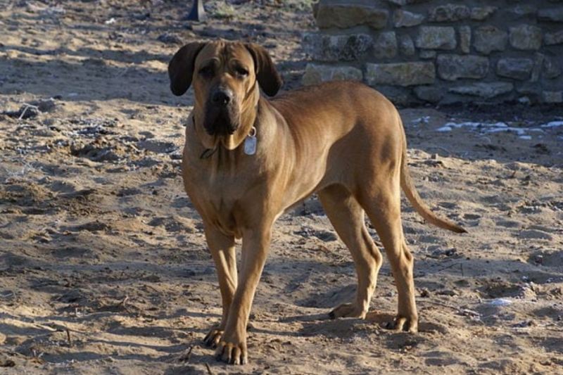 Fila Brasileiro