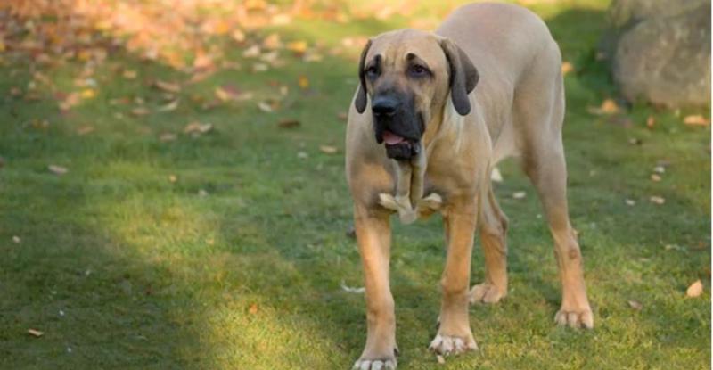 Fila Brasileiro