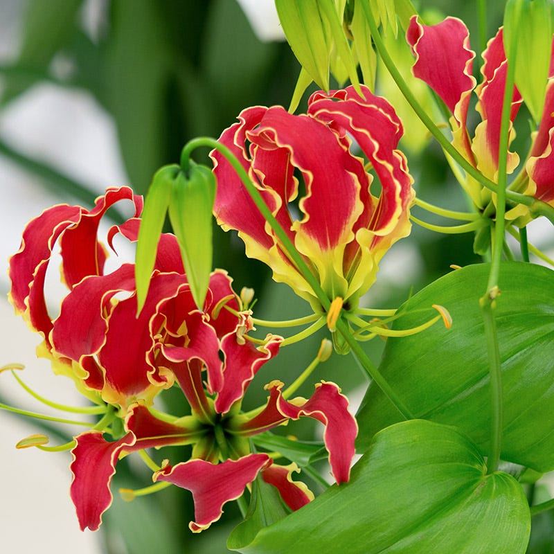 Loa kèn lửa (flame lily)