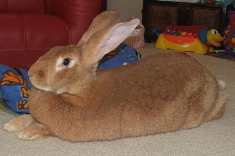 Flemish Giant Rabbit - Nguồn Internet