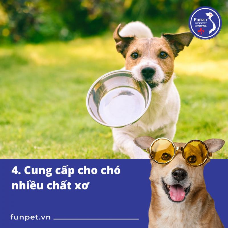 Funpet - Bệnh Viện Thú Y