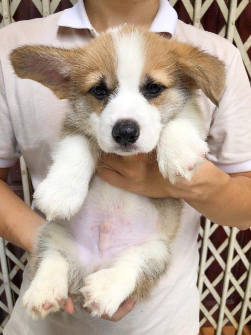 địa chỉ mua chó Corgi uy tín tại Hà Nội