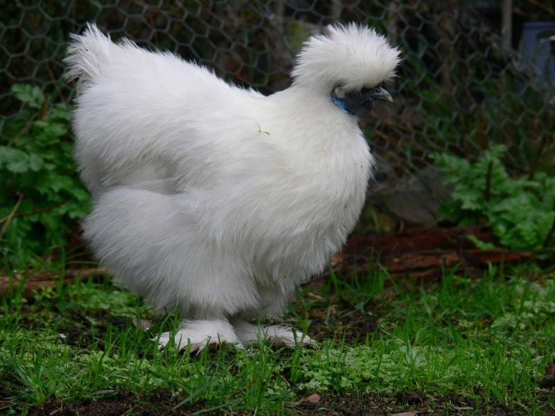 Gà ác Silkie Bantams