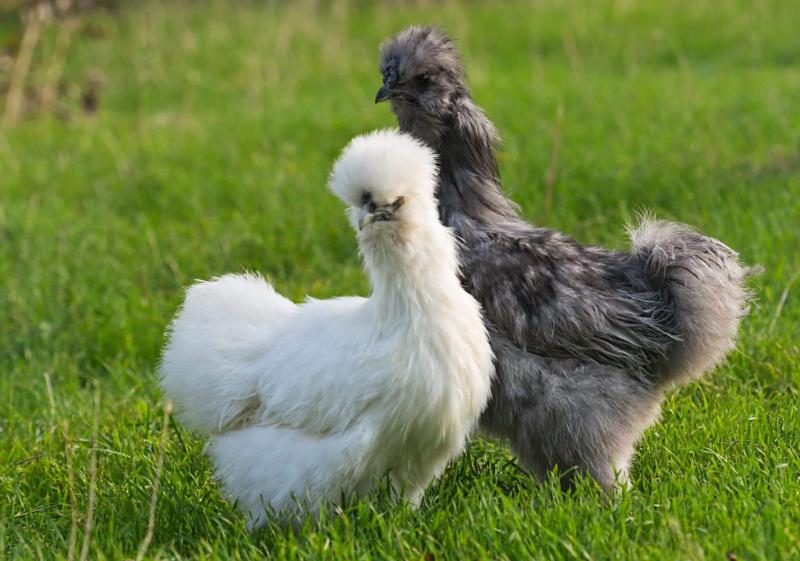 Gà lông xù Silkie