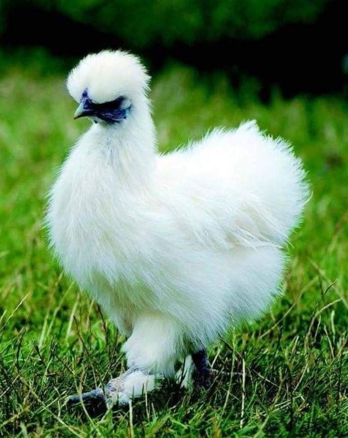 Gà Silkie