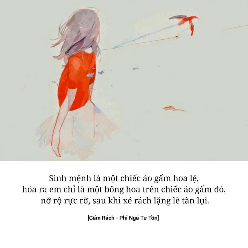 Gấm rách