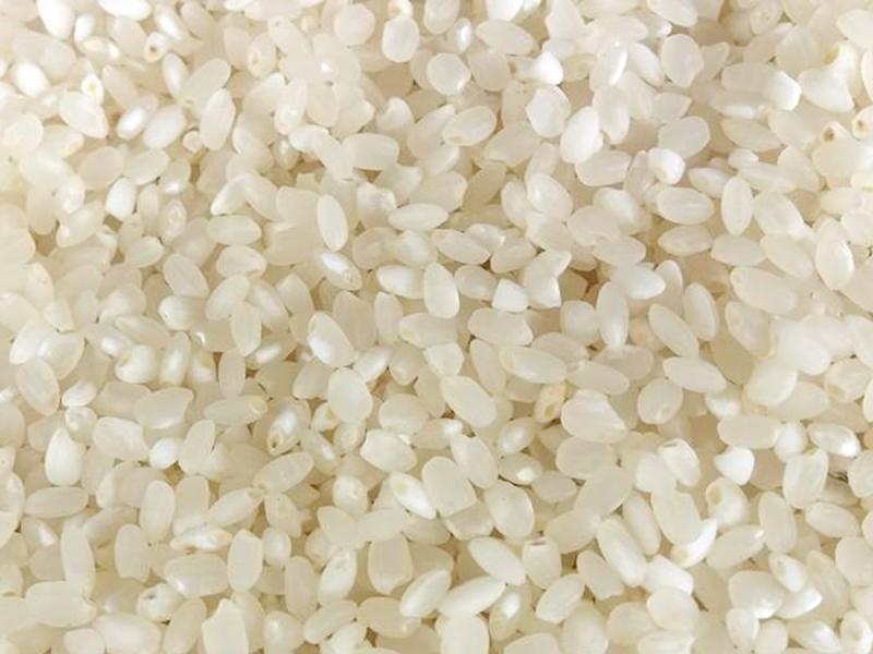 Gạo nếp Tú Lệ có những đặc điểm như: hạt gạo đầy, tròn, trắng trẻo