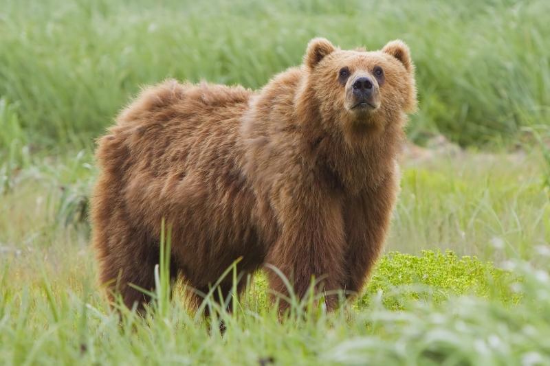 Gấu Kodiak có thể nặng tới 680kg - 816kg