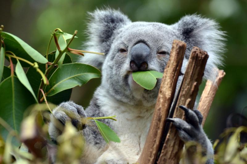 Gấu túi koala